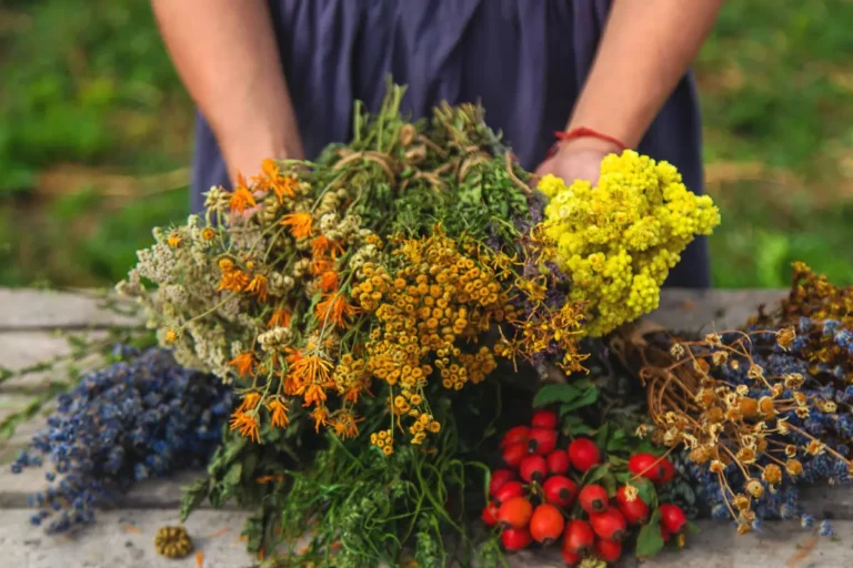 5 plantes médicinales idéales à planter en septembre pour préparer l'hiver