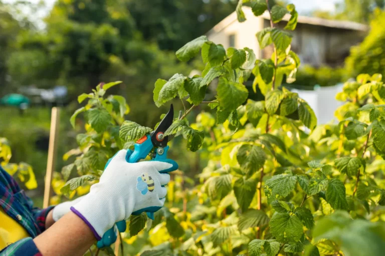 Préparer son jardin pour l’automne : la checklist complète