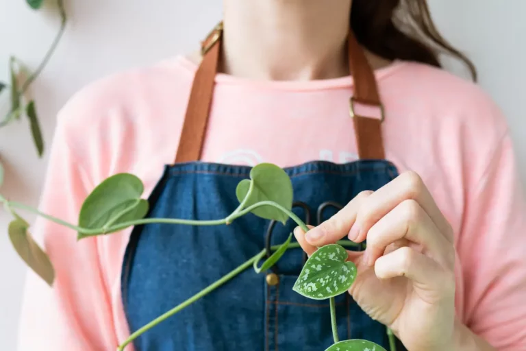 Plantes suspendues tendance lesquelles choisir ?