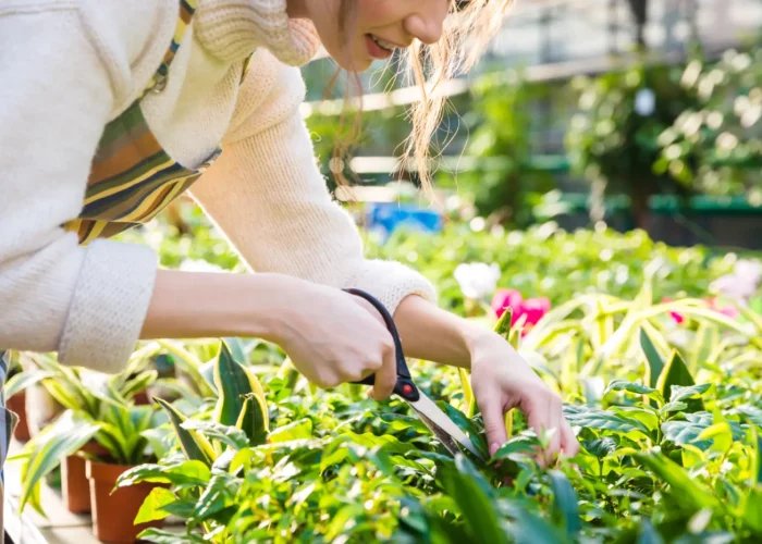 Les 9 boutures essentielles à réaliser fin septembre