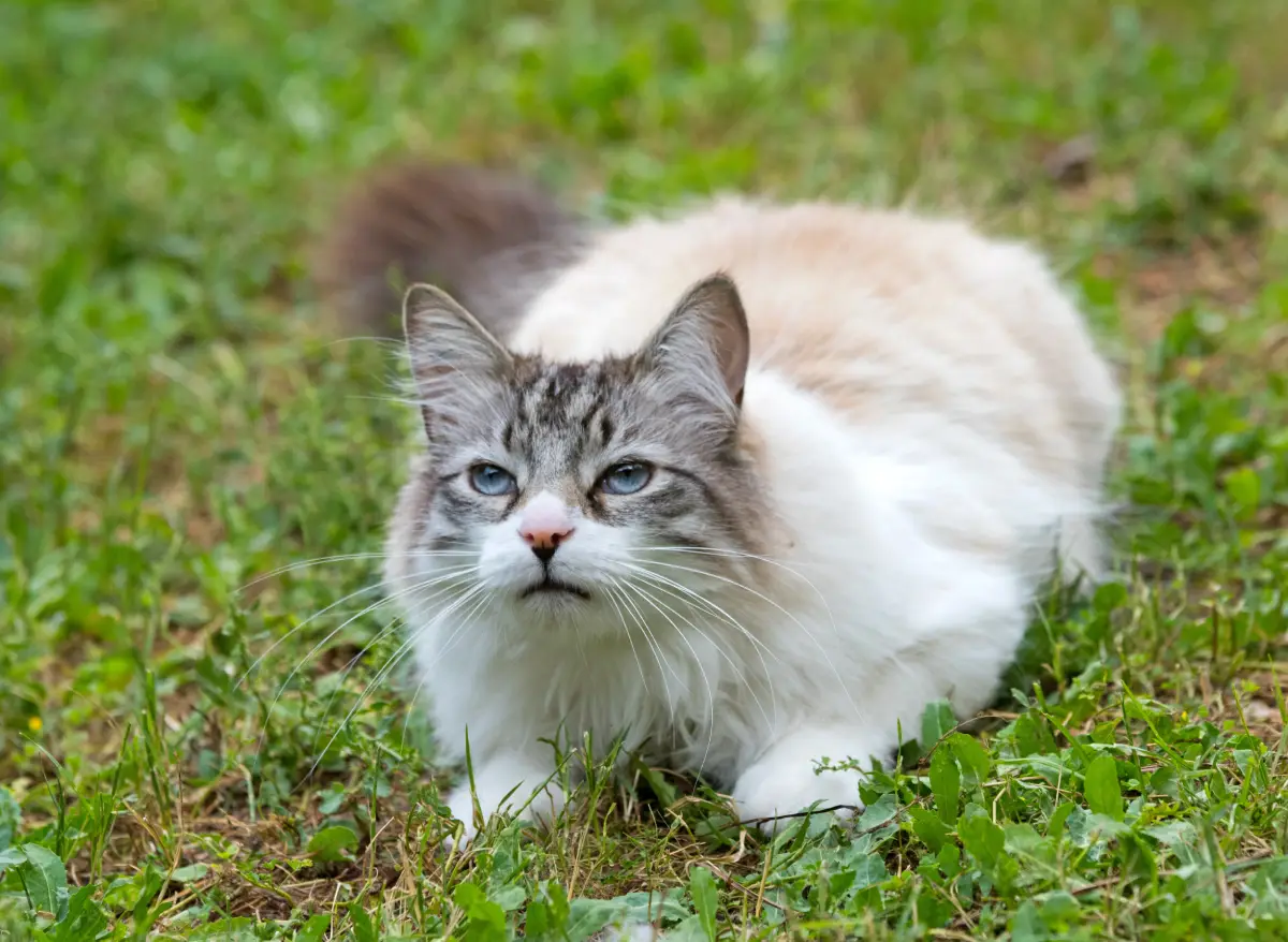 Le chat de mon voisin envahit mon jardin : que dit la loi ?