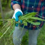 Évitez les mauvaises herbes avant l'hiver avec ces conseils pratiques