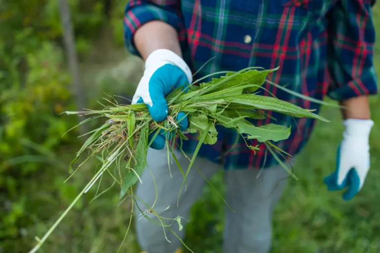 Évitez les mauvaises herbes avant l'hiver avec ces conseils pratiques