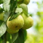 Septembre au jardin : quels fruitiers planter en priorité ?