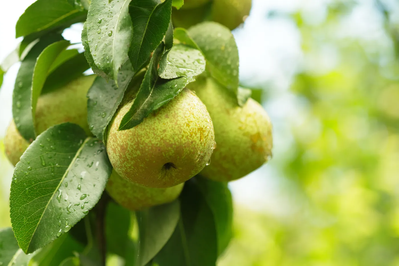 Septembre au jardin : quels fruitiers planter en priorité ?