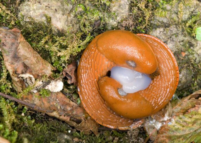 Des limaces dans la maison : les astuces naturelles pour les éliminer