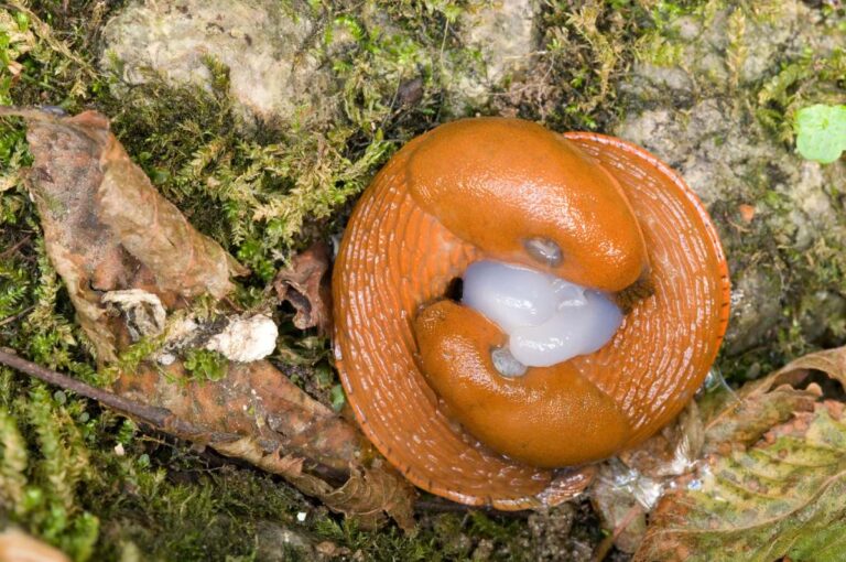 Des limaces dans la maison : les astuces naturelles pour les éliminer