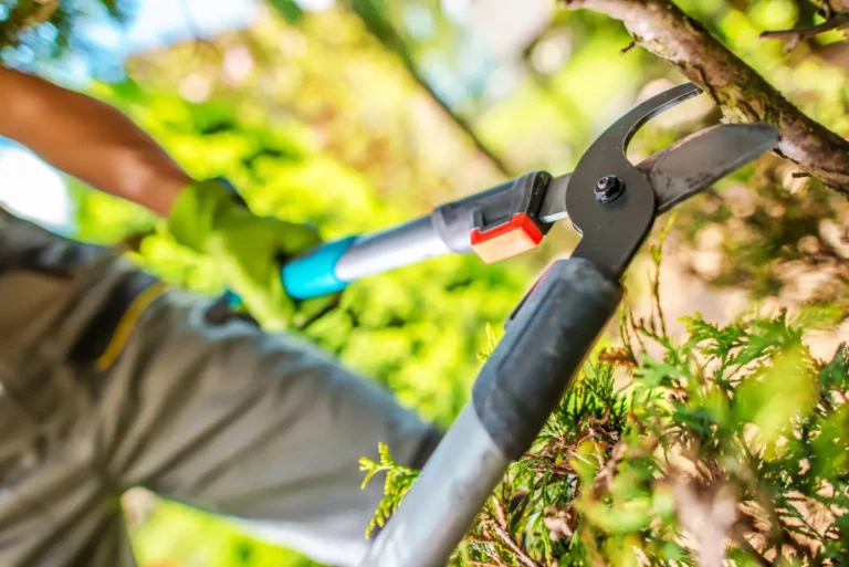 Ce que vous devez absolument savoir avant de couper les branches des arbres voisins