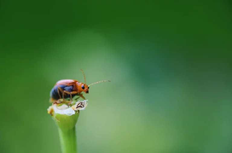 Lutter contre les punaises de jardin : les méthodes naturelles efficaces