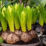 Quelles plantes bulbeuses planter aujourd’hui pour un jardin fleuri au printemps ?