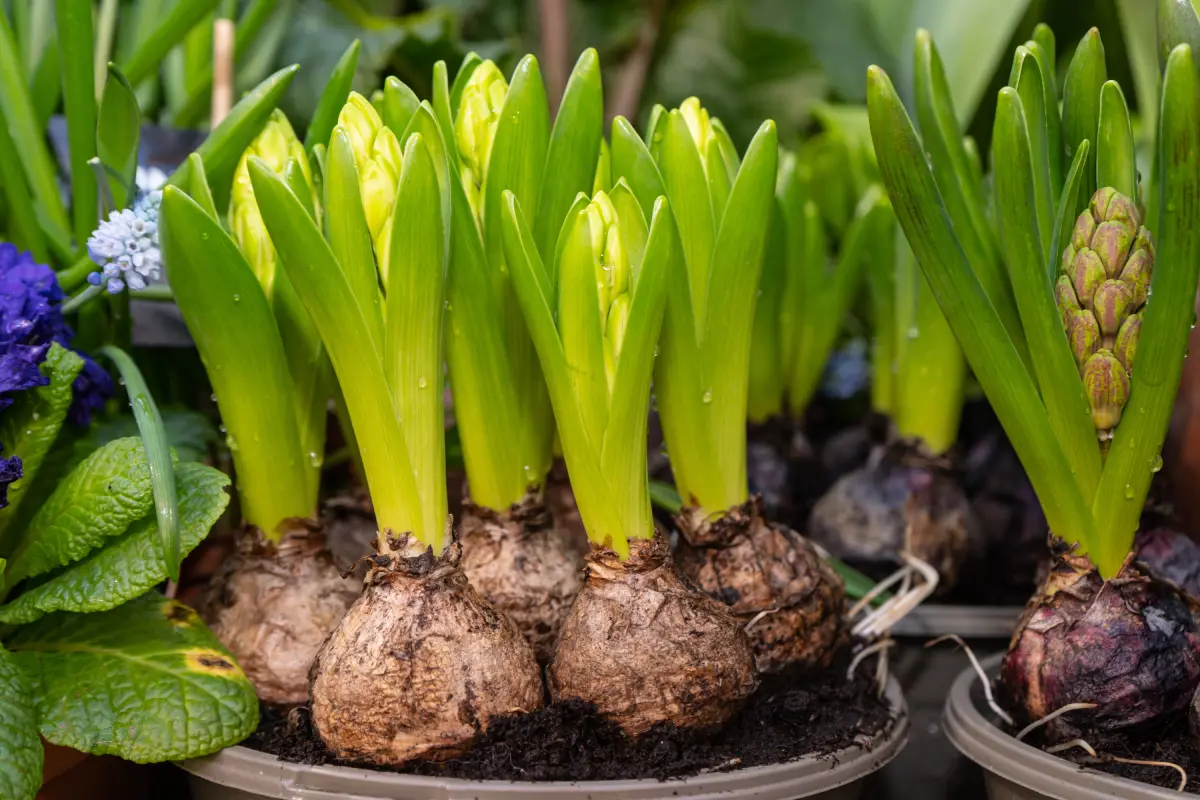 Quelles plantes bulbeuses planter aujourd’hui pour un jardin fleuri au printemps ?