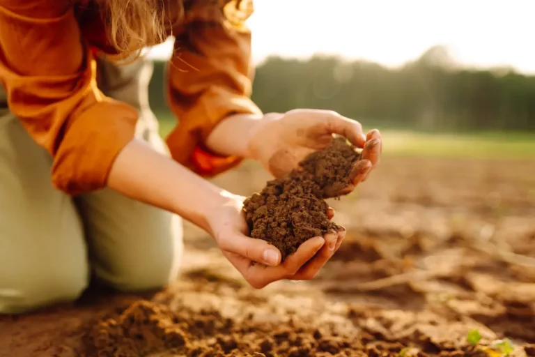 Préparer le sol de votre jardin pour l'hiver : techniques de paillage et autres astuces