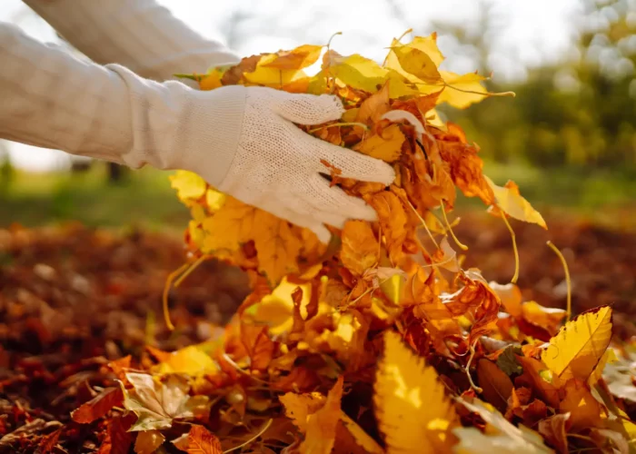 Préparez votre jardin pour l’automne : 10 tâches essentielles fin septembre