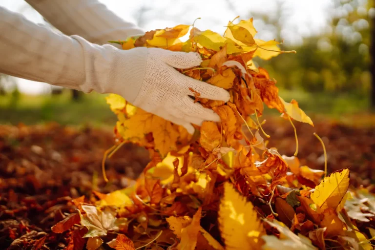 Préparez votre jardin pour l'automne : 10 tâches essentielles fin septembre