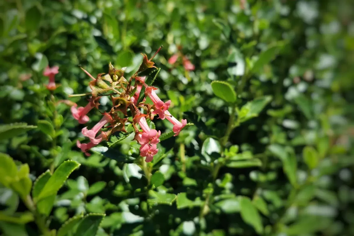 Escallonias, les arbustes à floraison généreuse : les conseils de plantation et d’entretien pour débutants