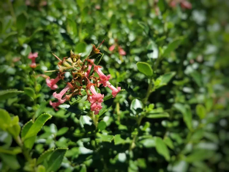 Escallonias, les arbustes à floraison généreuse : les conseils de plantation et d'entretien pour débutants