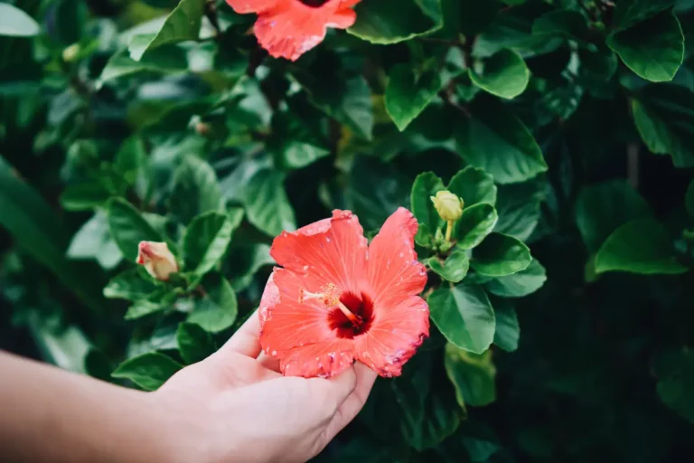 Hibiscus, tamaris, flamboyants : invitez l'exotisme dans votre jardin avec ces 3 arbres et arbustes