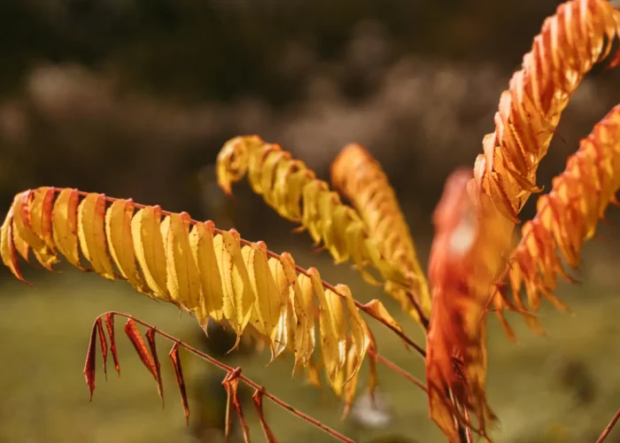 Sumacs vinaigriers : ces arbres surprenants aux couleurs flamboyantes et aux multiples vertus