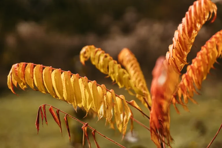 Sumacs vinaigriers : ces arbres surprenants aux couleurs flamboyantes et aux multiples vertus