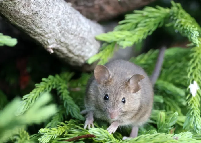 Évitez les invasions de rats : 5 achats essentiels pour un automne serein