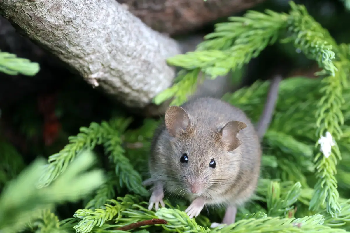 Évitez les invasions de rats : 5 achats essentiels pour un automne serein