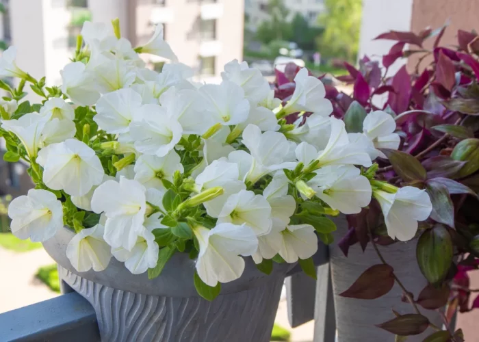 Transformez votre balcon en oasis urbaine : 15 astuces pour un mini-jardin luxuriant en ville