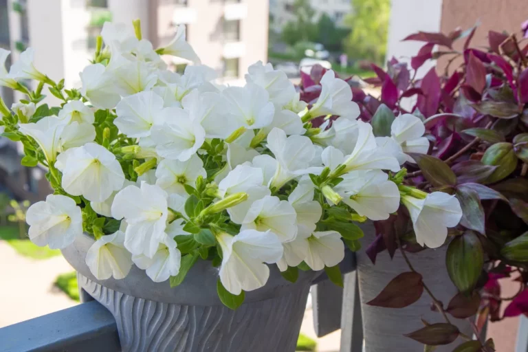 Transformez votre balcon en oasis urbaine : 15 astuces pour un mini-jardin luxuriant en ville