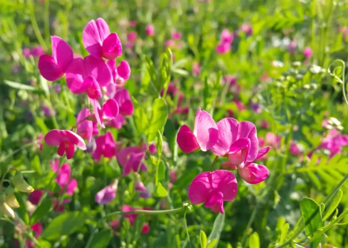 Pois de senteur : un parfum de printemps à portée de main au potager