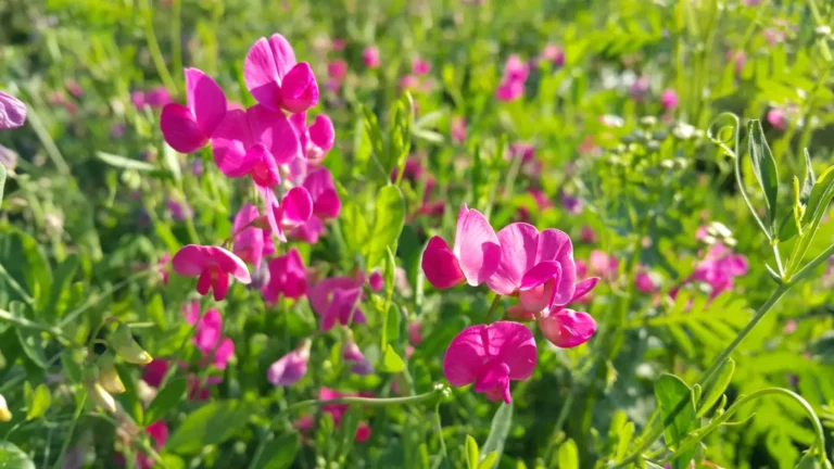 Pois de senteur : un parfum de printemps à portée de main au potager