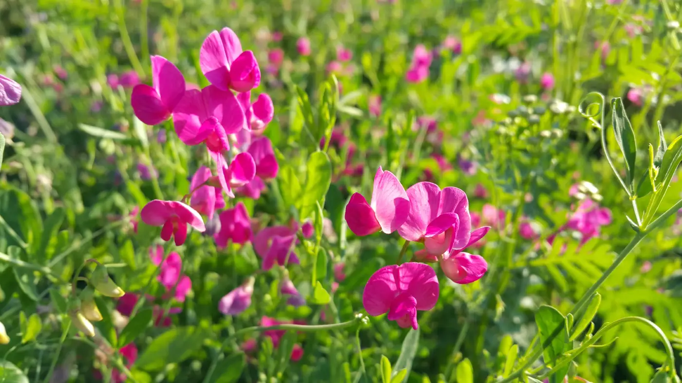 Pois de senteur : un parfum de printemps à portée de main au potager