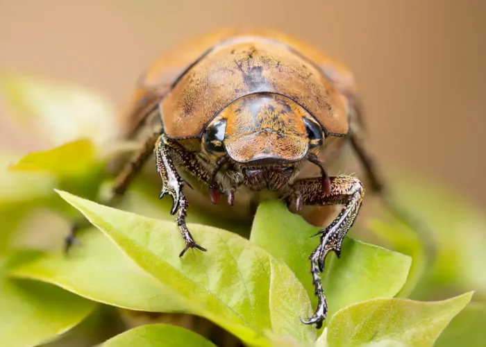 Hannetons au jardin : amis ou ennemis ? Tout ce que vous devez savoir