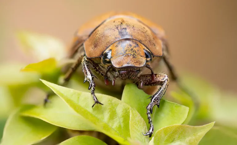 Hannetons au jardin : amis ou ennemis ? Tout ce que vous devez savoir