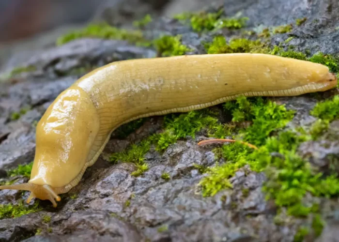 Le pamplemousse, l’arme secrète naturelle pour un jardin sans limaces