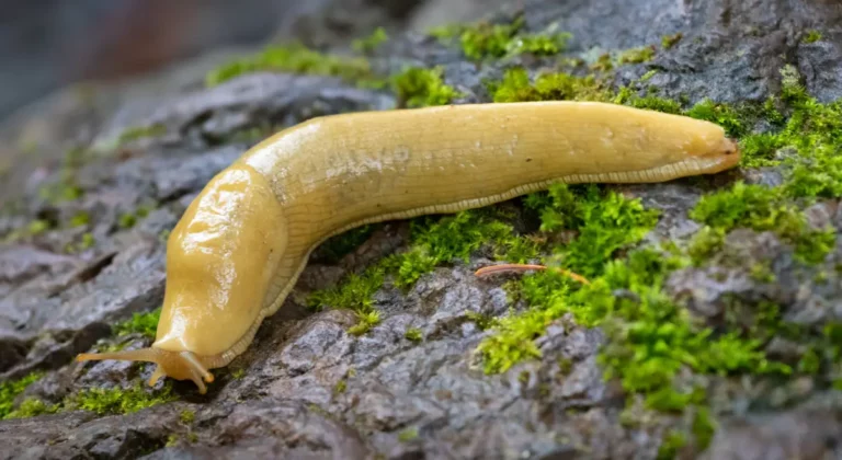 Le pamplemousse, l'arme secrète naturelle pour un jardin sans limaces