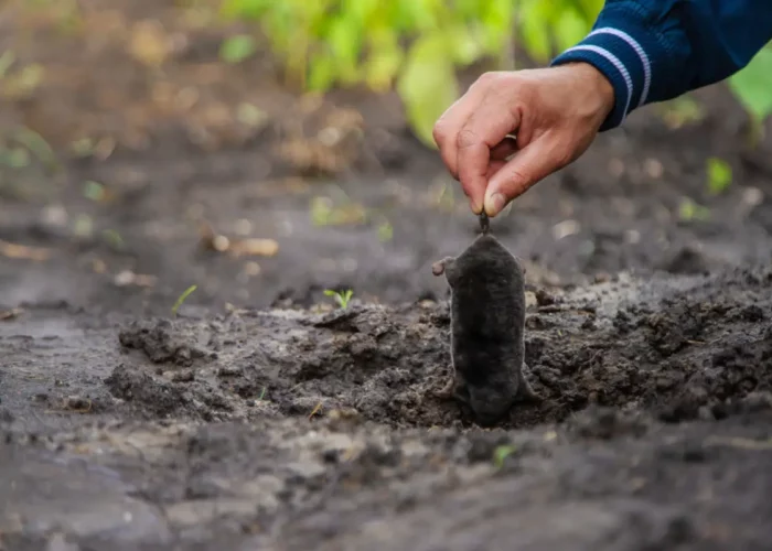 Protéger votre jardin : quels sont les nuisibles d’automne ?