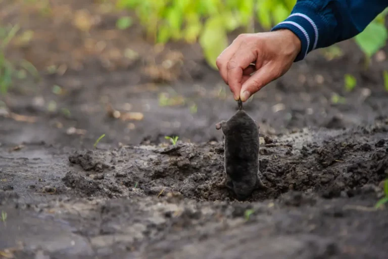 Protéger votre jardin : quels sont les nuisibles de automne ?