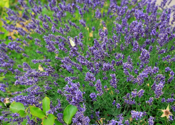 Protégez efficacement votre lavande du jardin du froid qui arrive