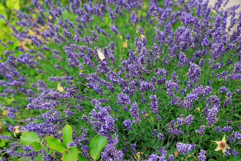 Protégez efficacement votre lavande du jardin froid qui arrive