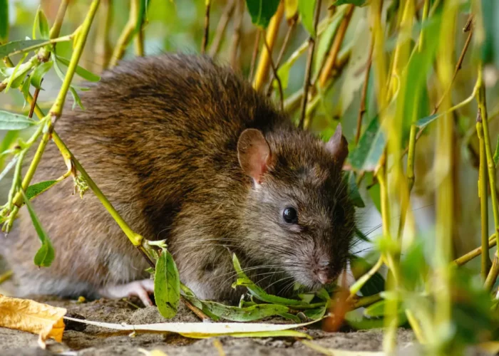 10 astuces infaillibles pour protéger votre jardin des rats et mulots