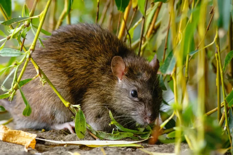 10 astuces infaillibles pour protéger votre jardin des rats et mulots