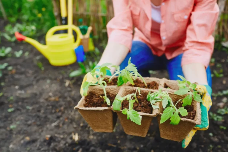 La tourbe au jardin : boostez vos plantes naturellement !