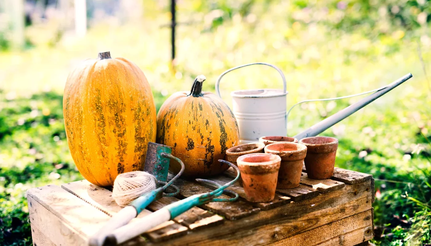 Les travaux de mi-octobre dans votre potager : récolter, planter et protéger