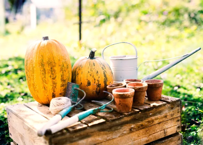 Les travaux de mi-octobre dans votre potager : récolter, planter et protéger