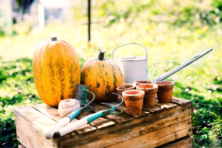 Les travaux de mi-octobre dans votre potager : récolter, planter et protéger