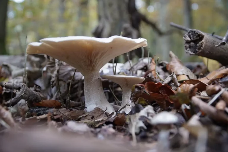 Le clitocybe blanchi (Clitocybe dealbata) : comment reconnaître ce champignon toxique ?