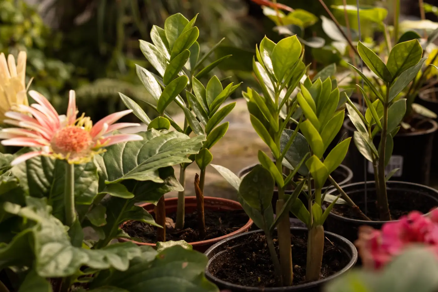 Les plantes d'intérieur qui survivent au chauffage hivernal