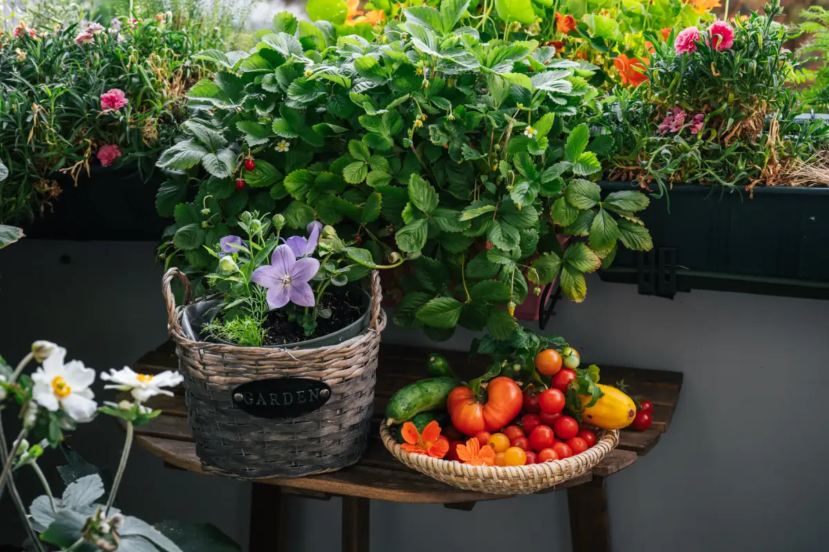 Aménager un coin potager d'hiver sur son rebord de fenêtre