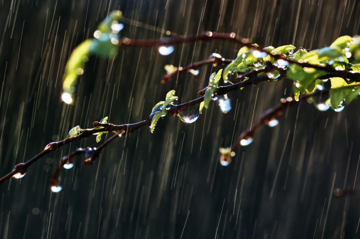 Comment protéger votre potager des fortes pluies de novembre ? 10 solutions efficaces et naturelles