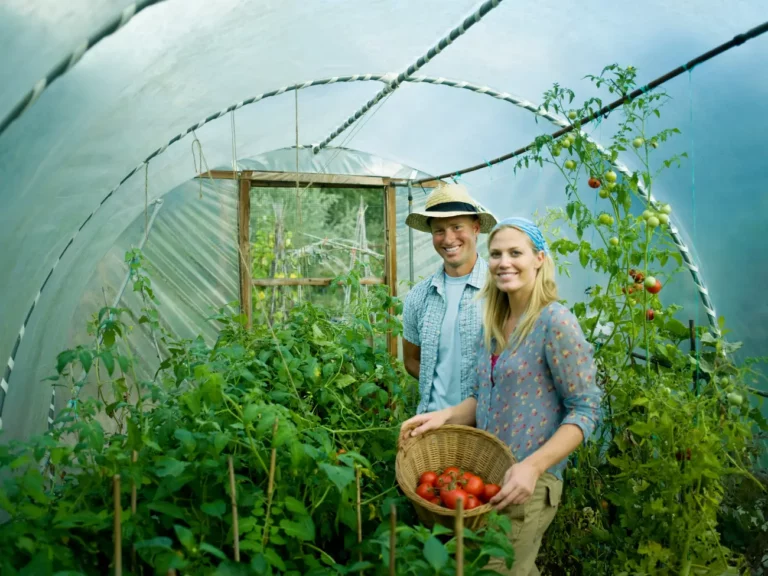 8 légumes à semer en décembre sous serre pour des récoltes précoces au printemps