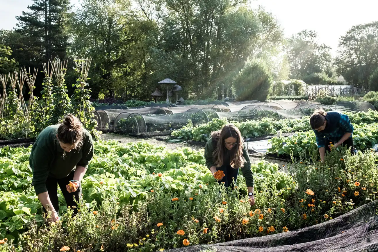 7 légumes à planter au potager en décembre : spécial débutant